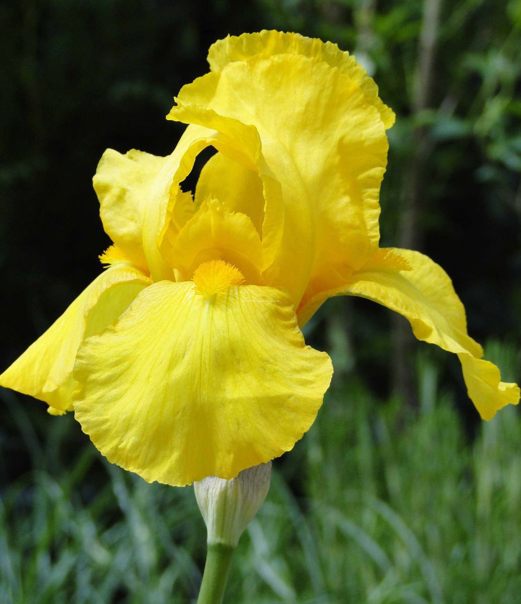 Iris pumila Yellow